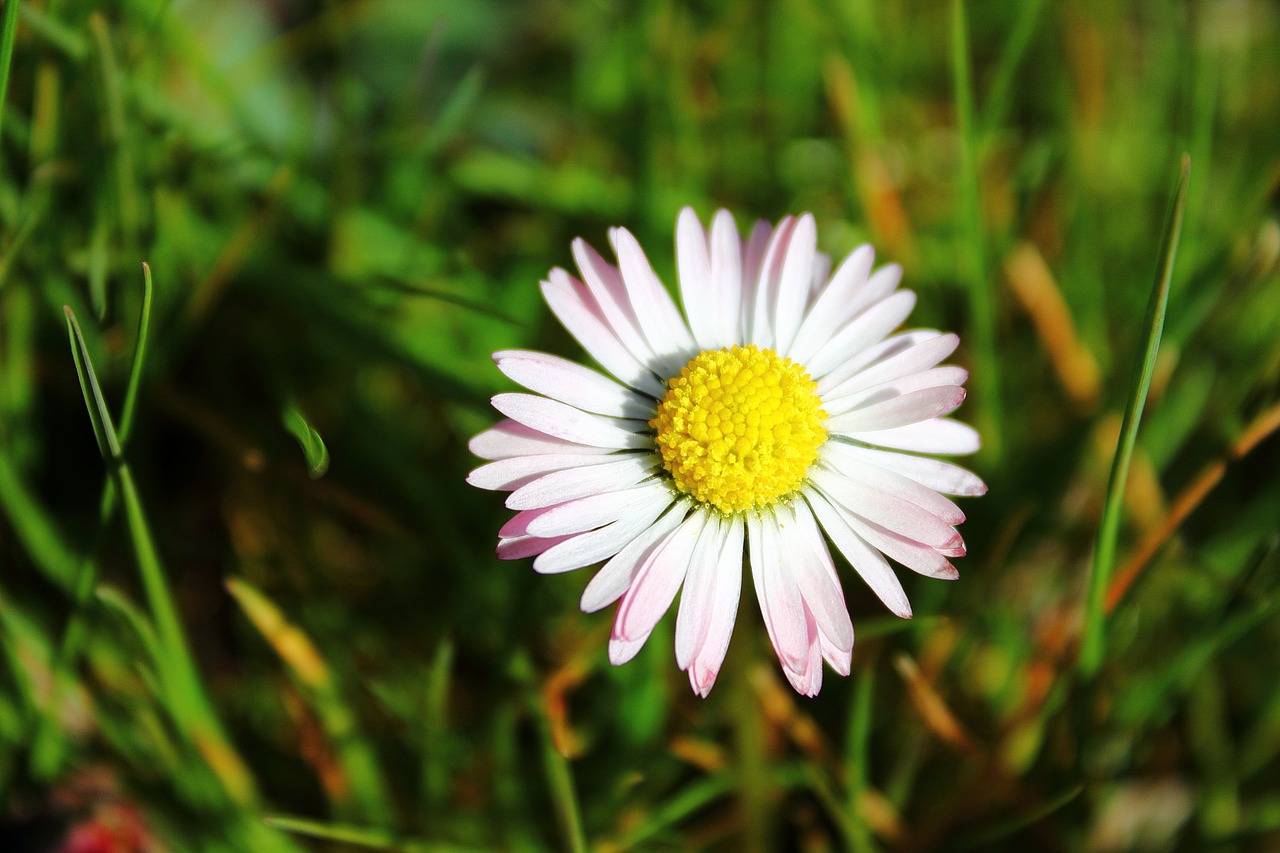 daisy white flourishing free photo