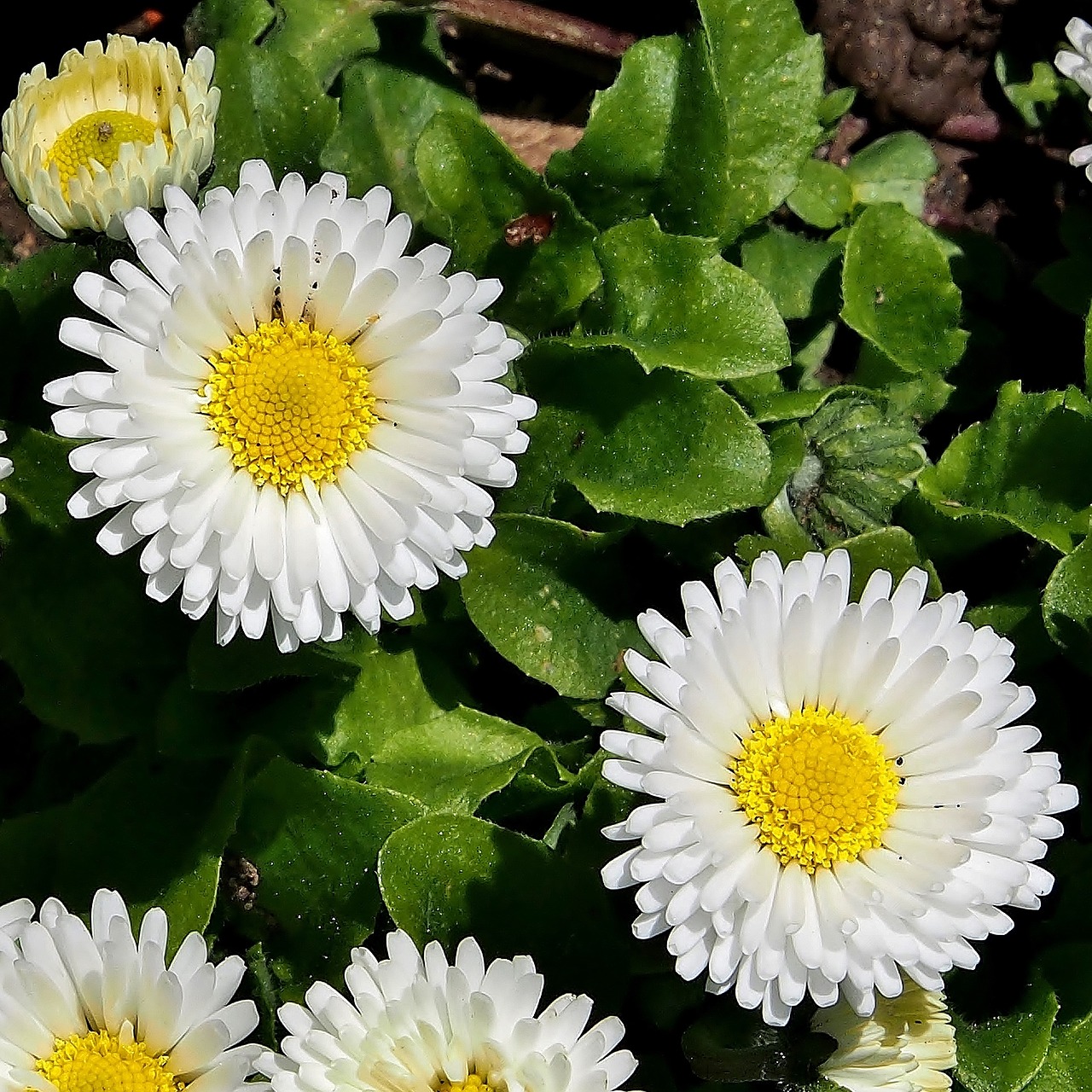 daisy marie flower white blossom free photo