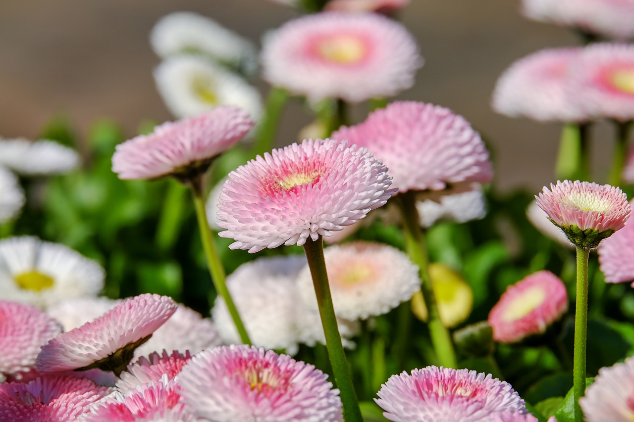 daisy double flower flowers free photo