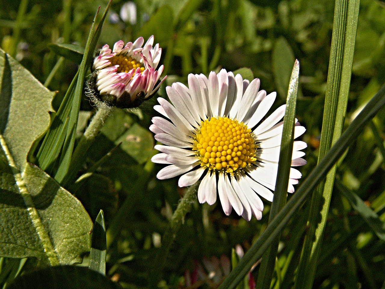 daisy flower macro free photo