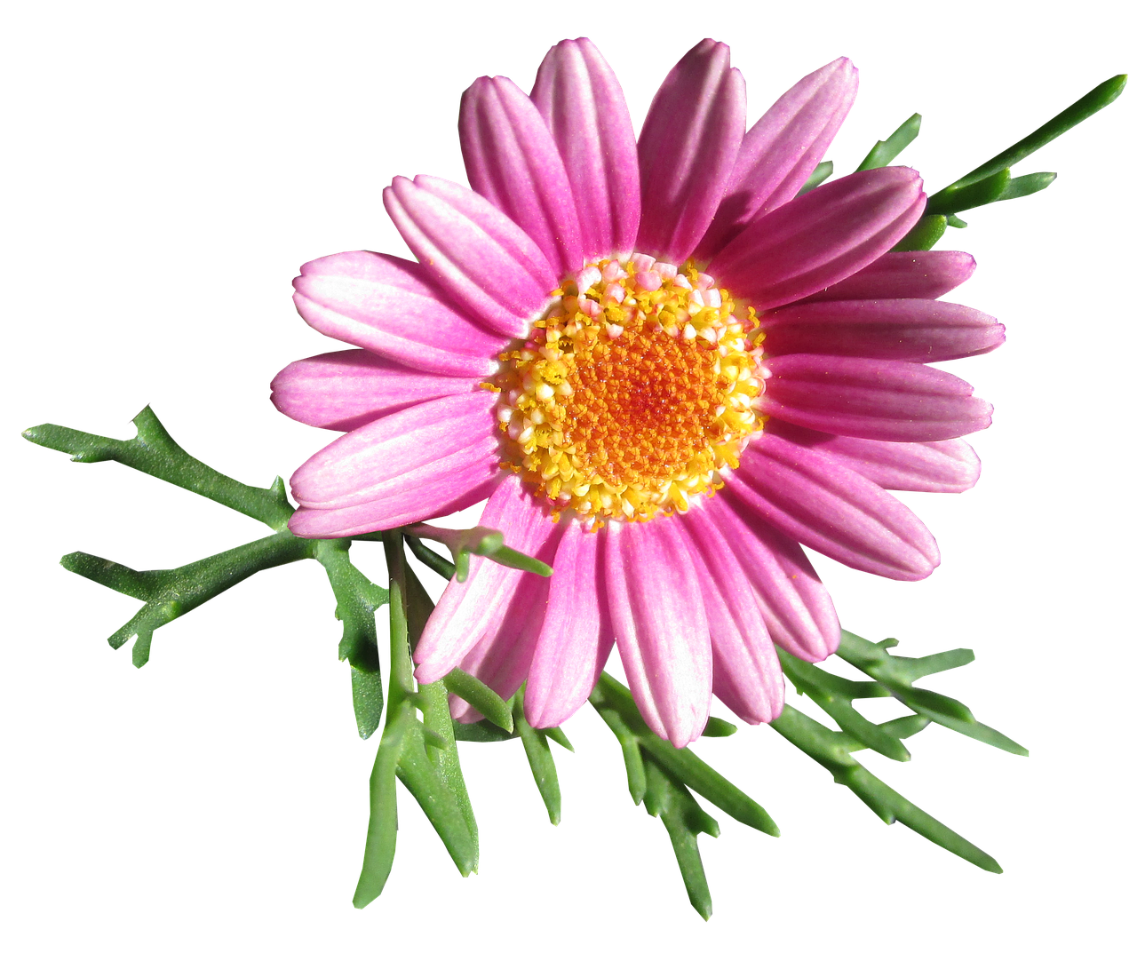 Download free photo of Daisy,flower,cut out,free pictures, free photos ...