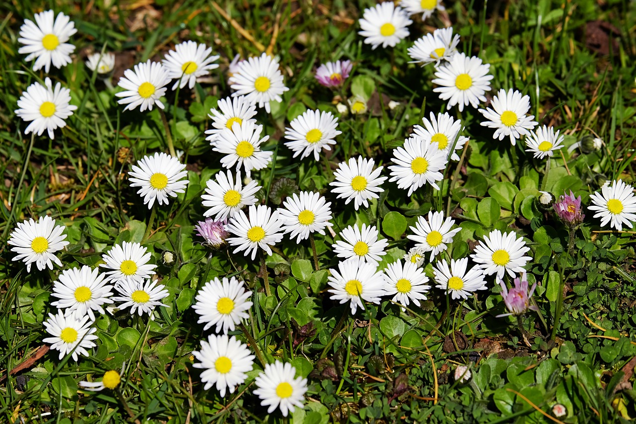 daisy bellis tausendschön free photo
