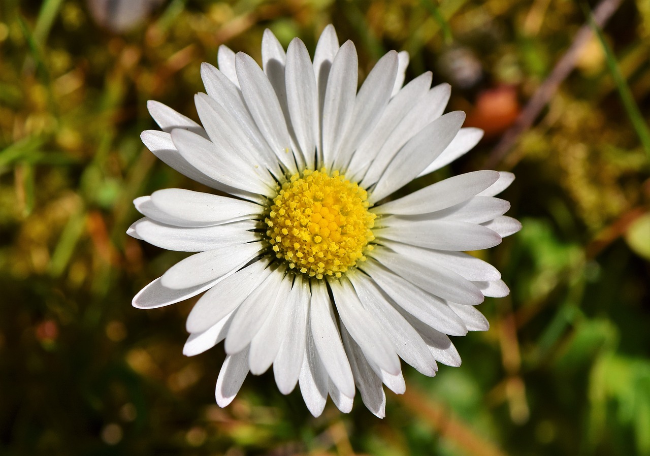 daisy geese flower spring free photo