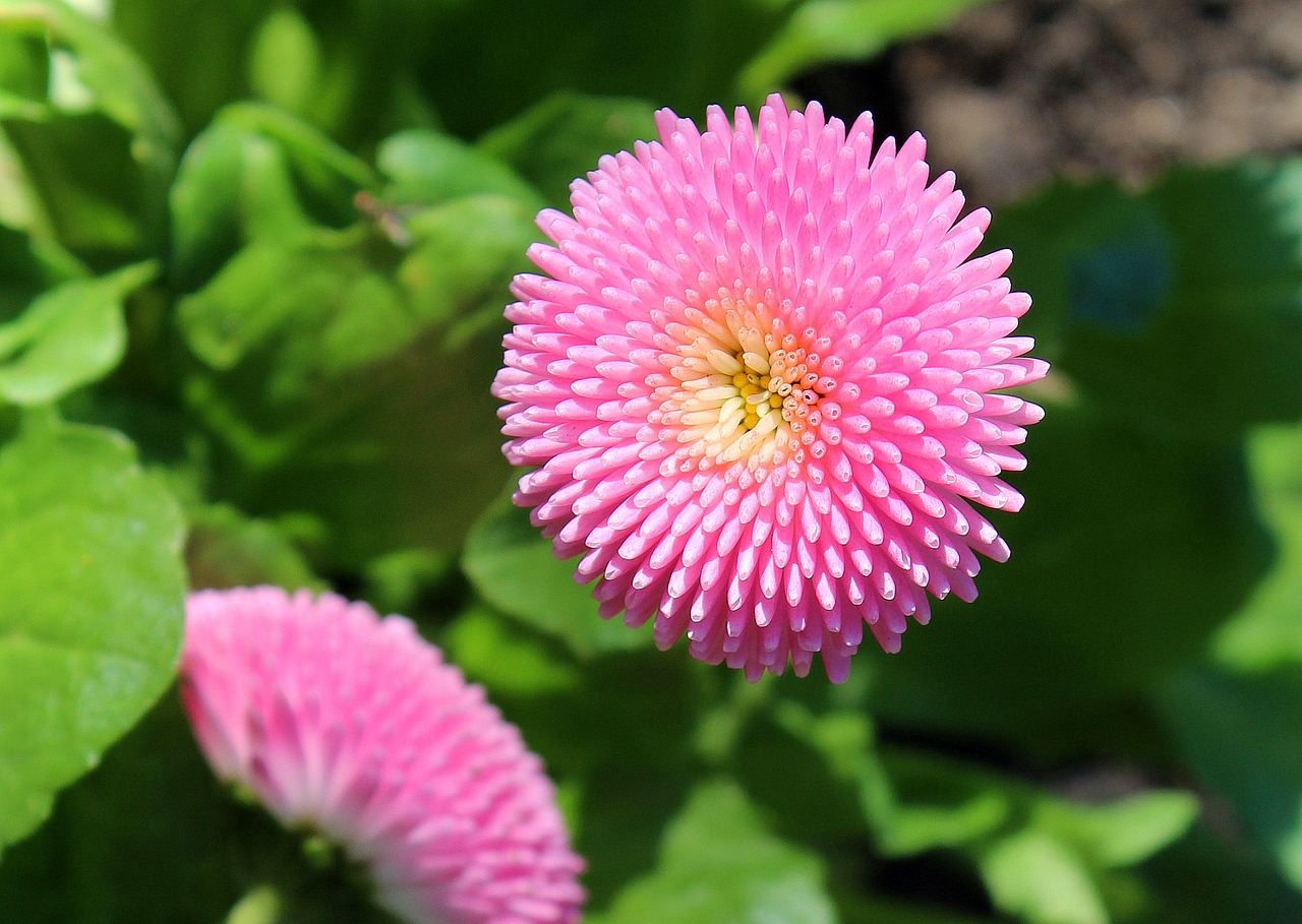 daisy spring pink free photo