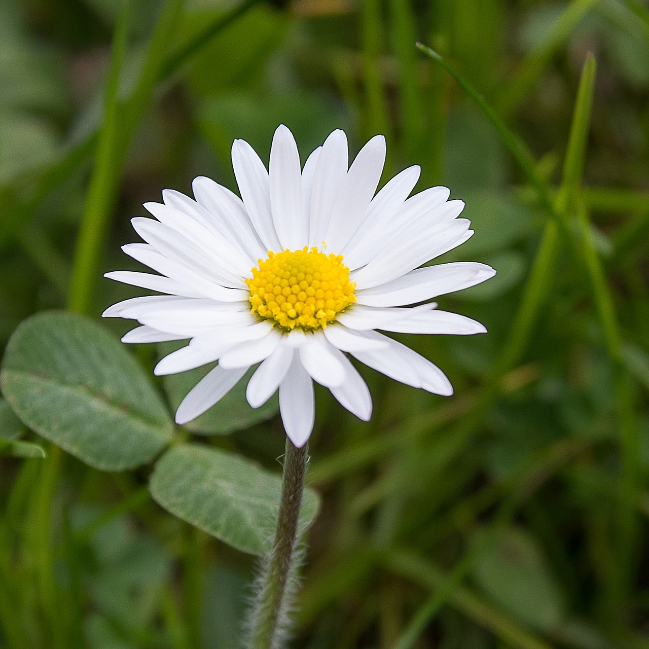 daisy  nature  flower free photo