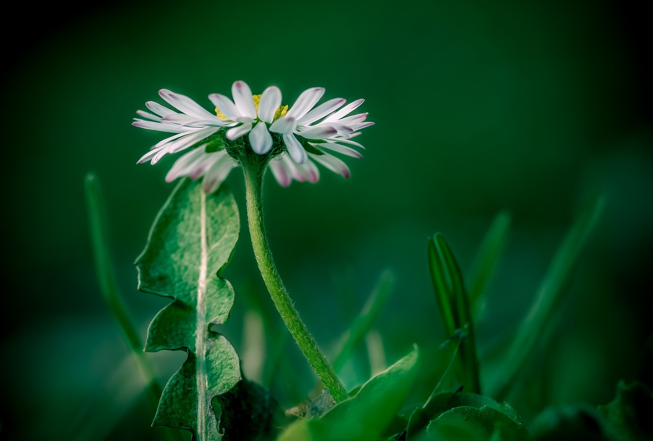 daisy  flower  plant free photo