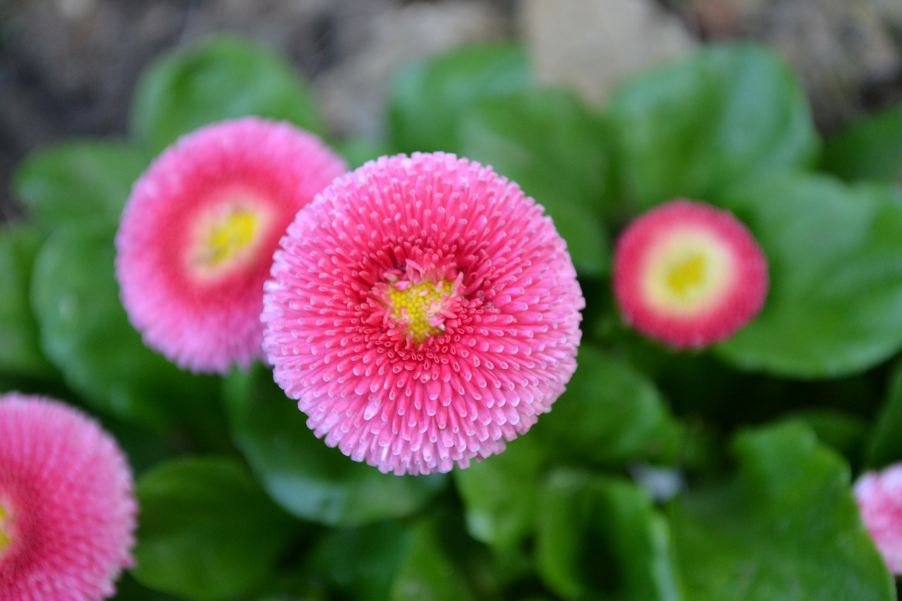 daisy perennial daisy bellis perennis free photo