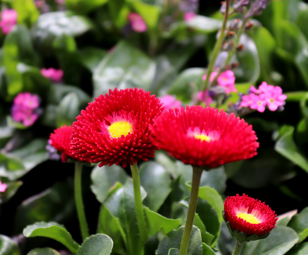 daisy  blossom  bloom free photo