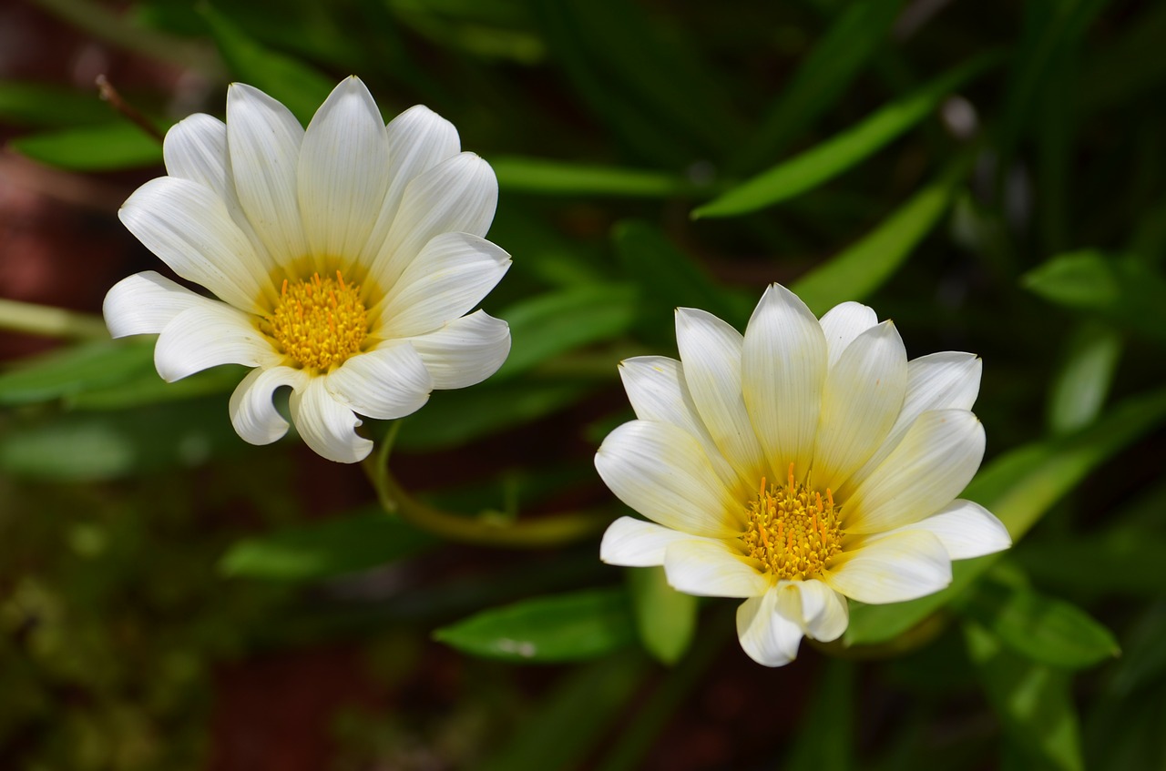 daisy flowers wildflowers free photo