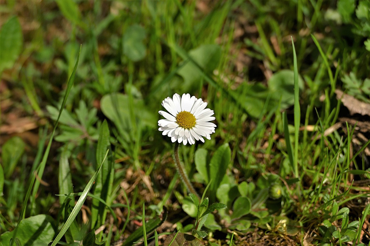 daisy  flower  spring free photo