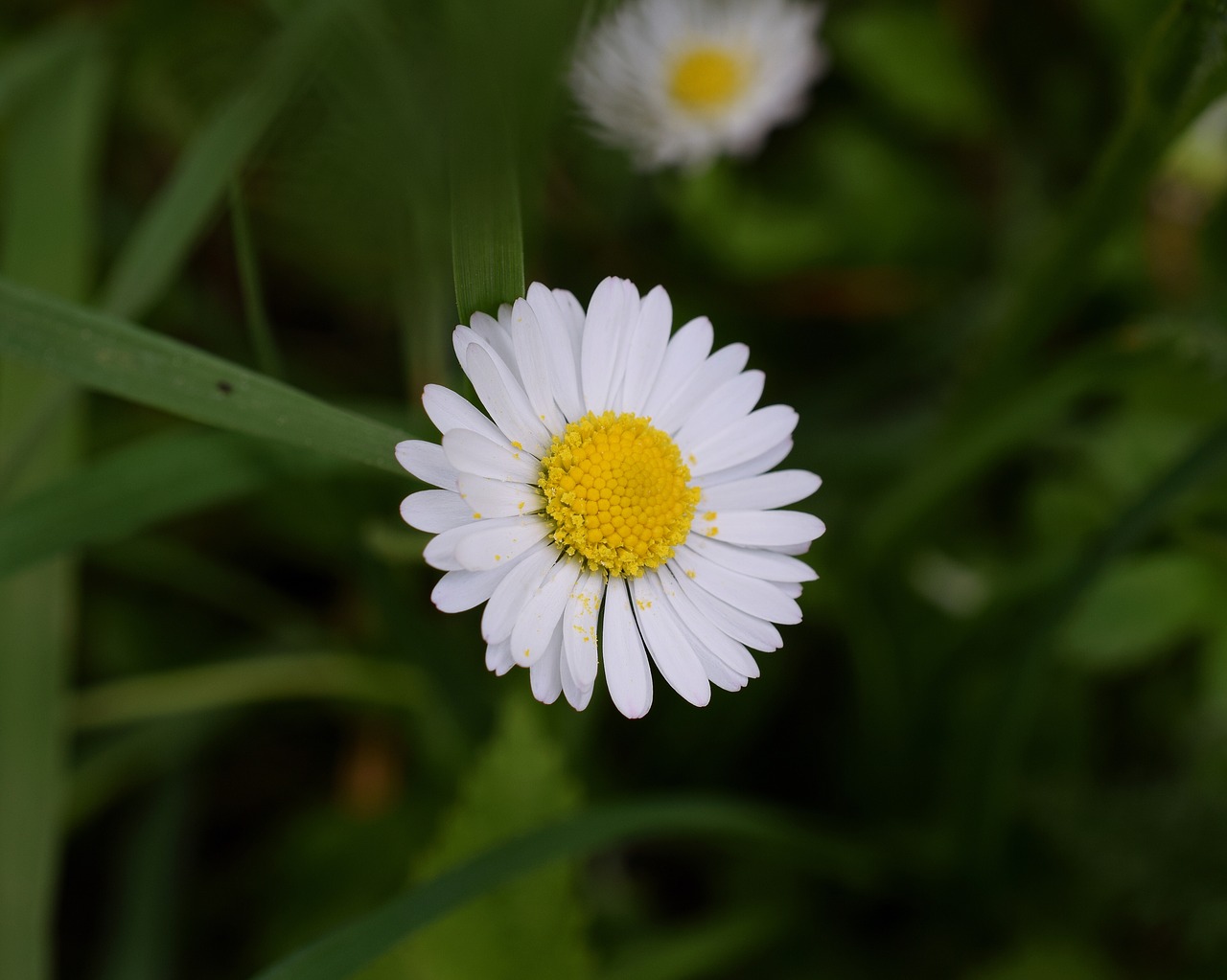 daisy  bellis philosophy  blossom free photo