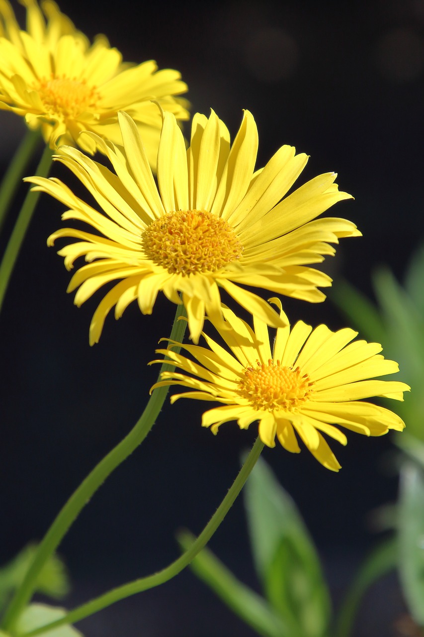 daisy  yellow  nature free photo