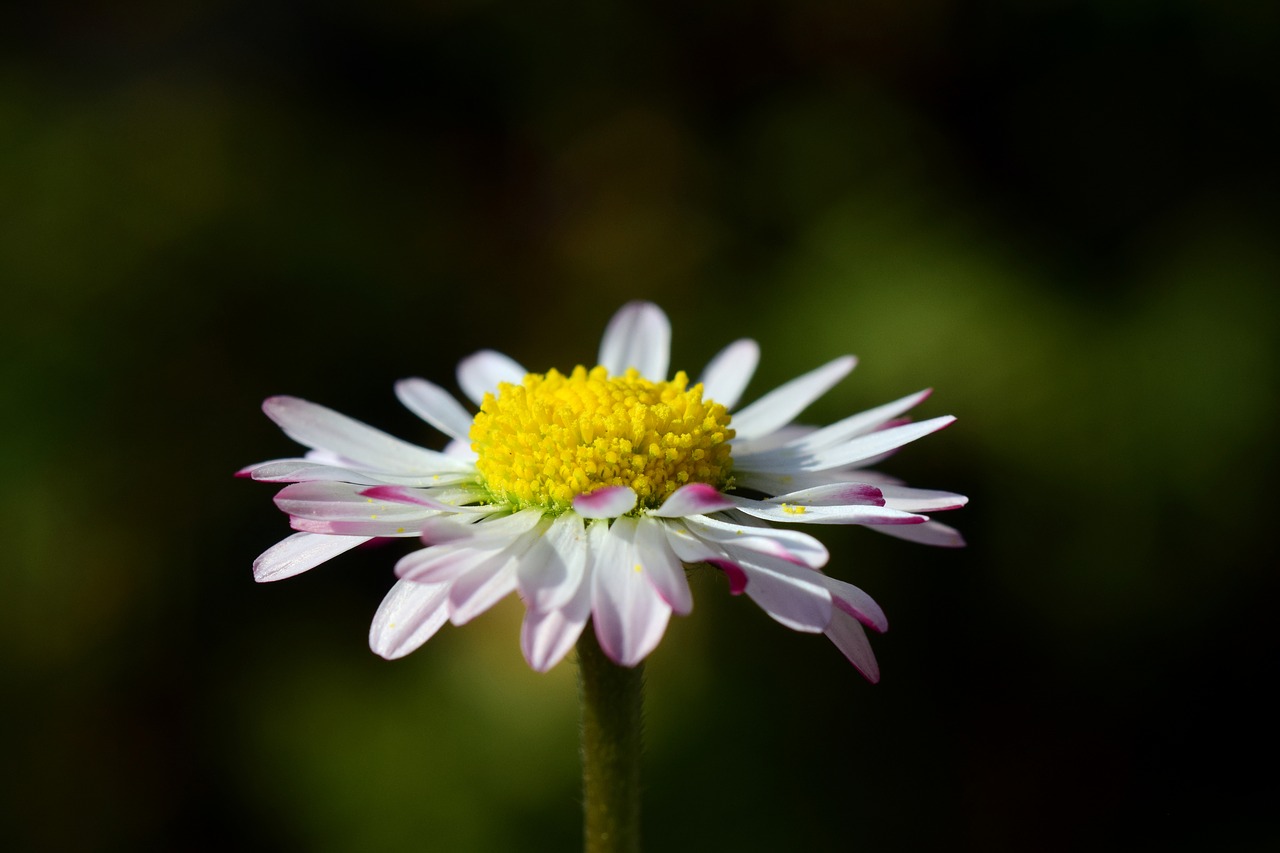 daisy  small  white free photo