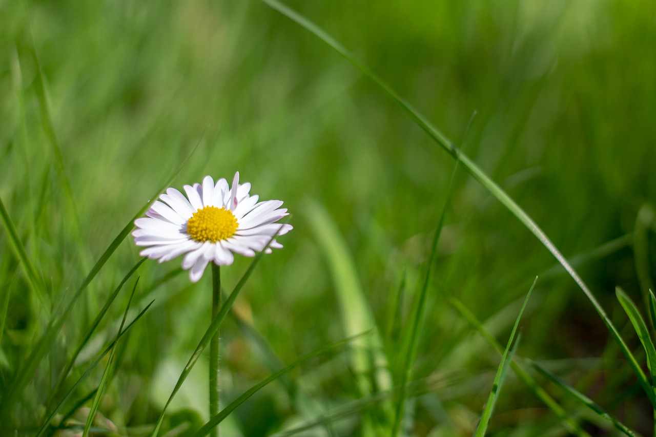 daisy  flower  nature free photo