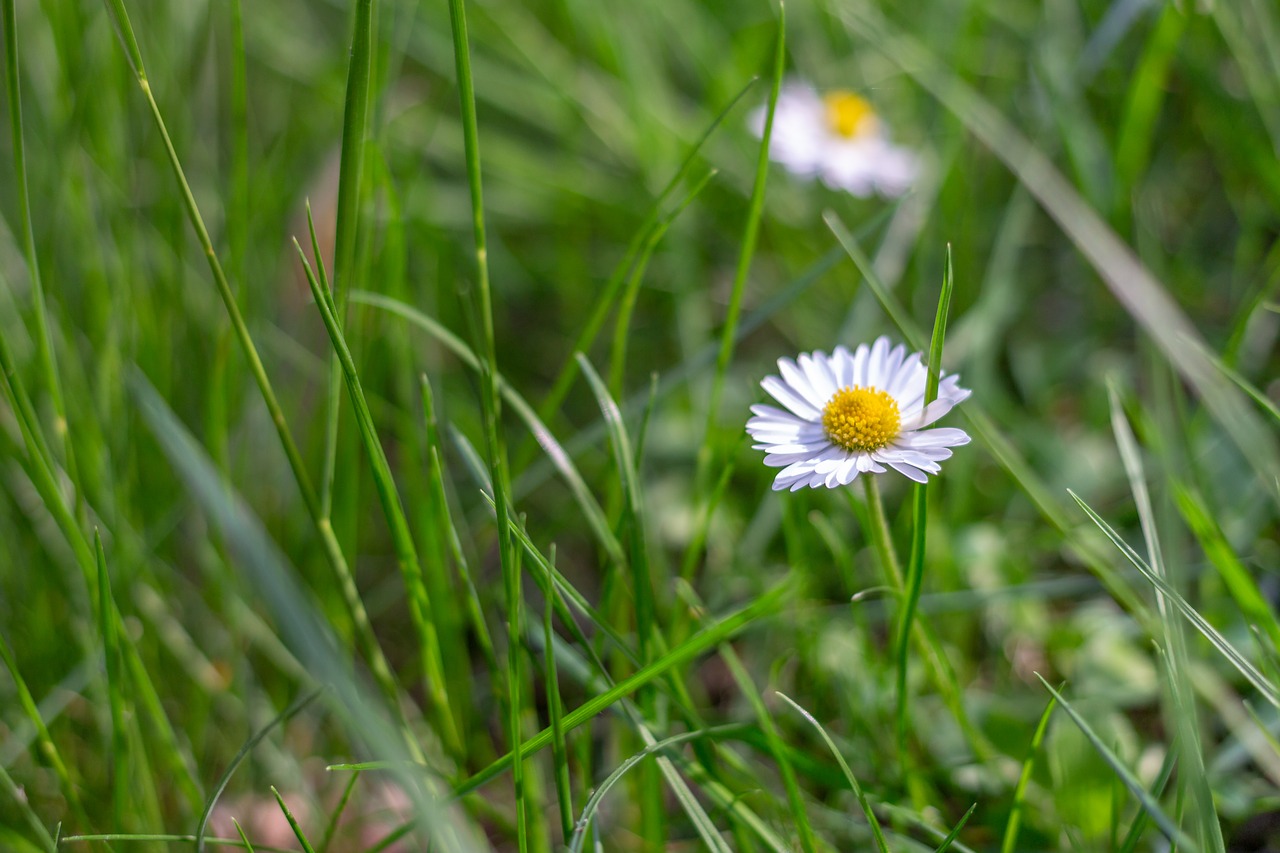 daisy  nature  grass free photo