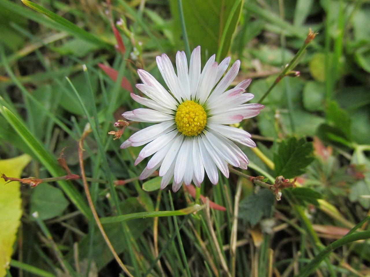 daisy  nature  plant free photo