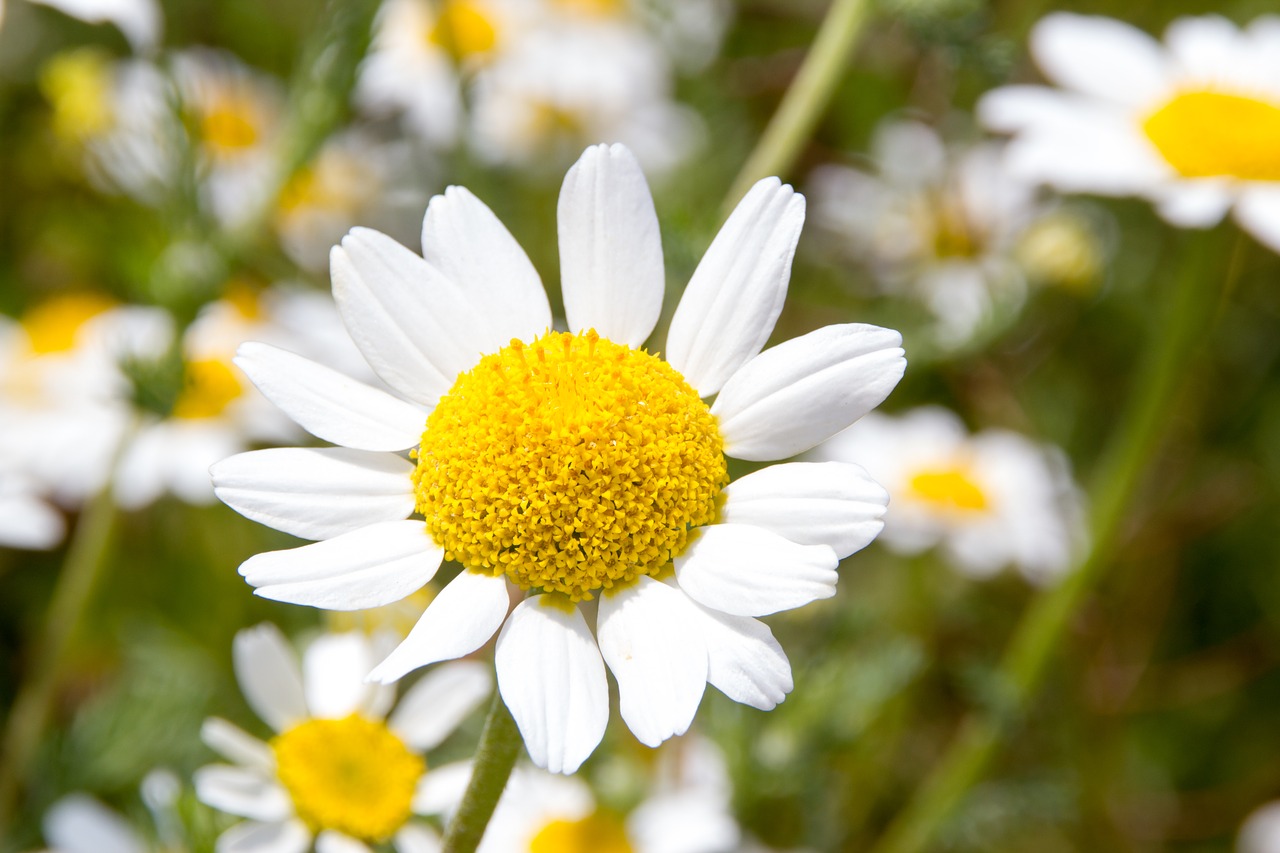 daisy  flower  flowers free photo