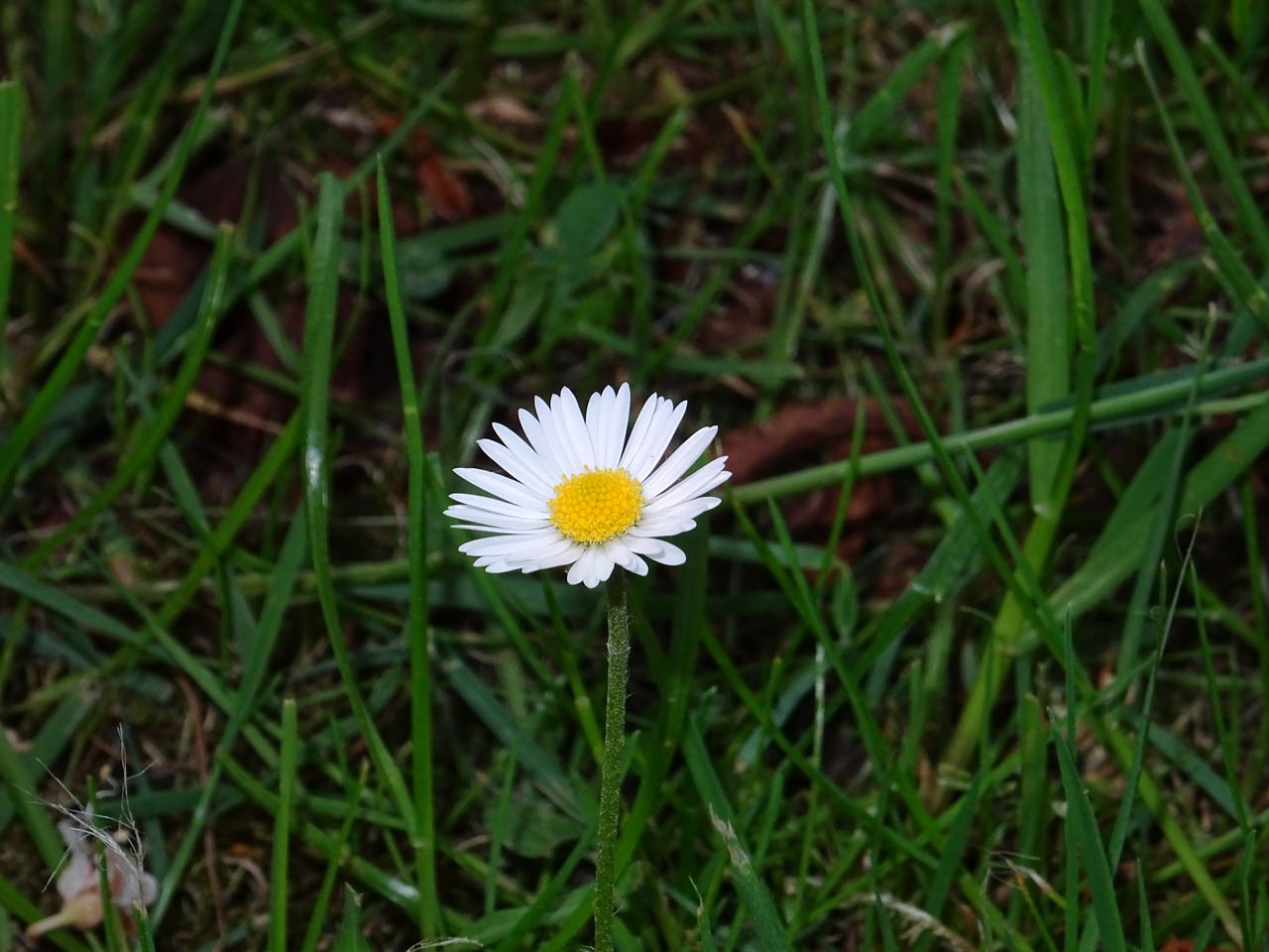 daisy  small plant  plant free photo