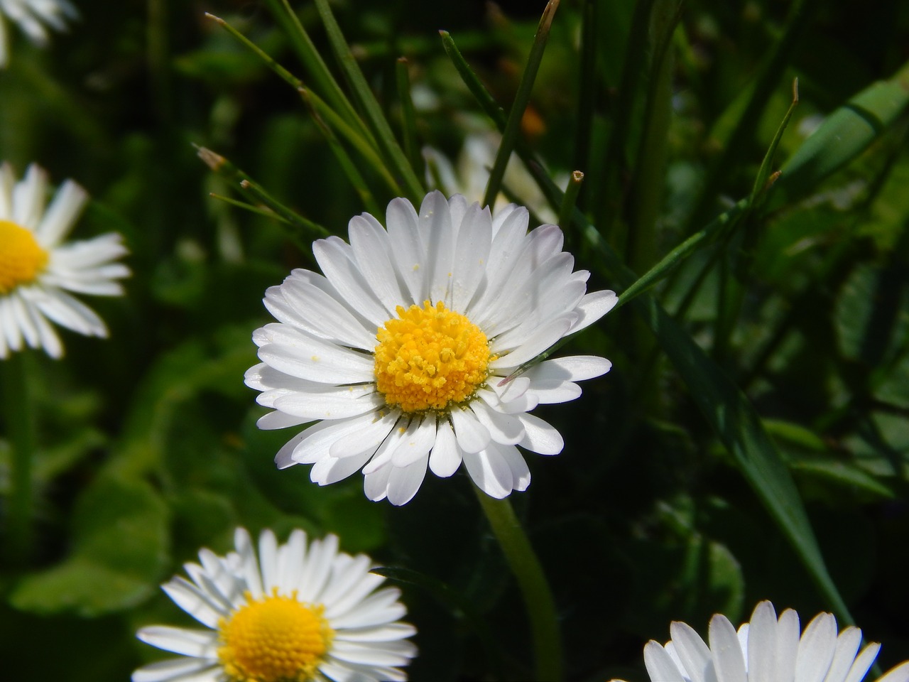 daisy  flower  keywords fotomontáž free photo