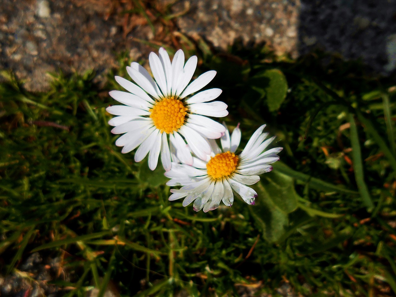 daisy yellow green free photo