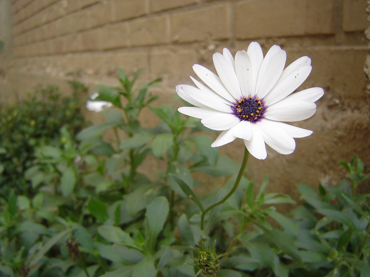 daisy flower wall free photo