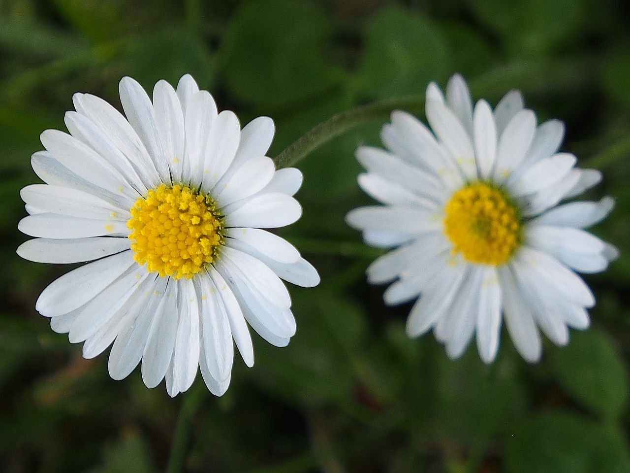 daisy  small  white blossom free photo