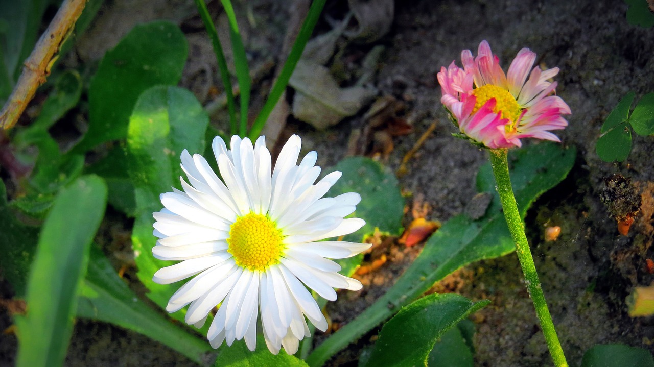 daisy  flower  plant free photo