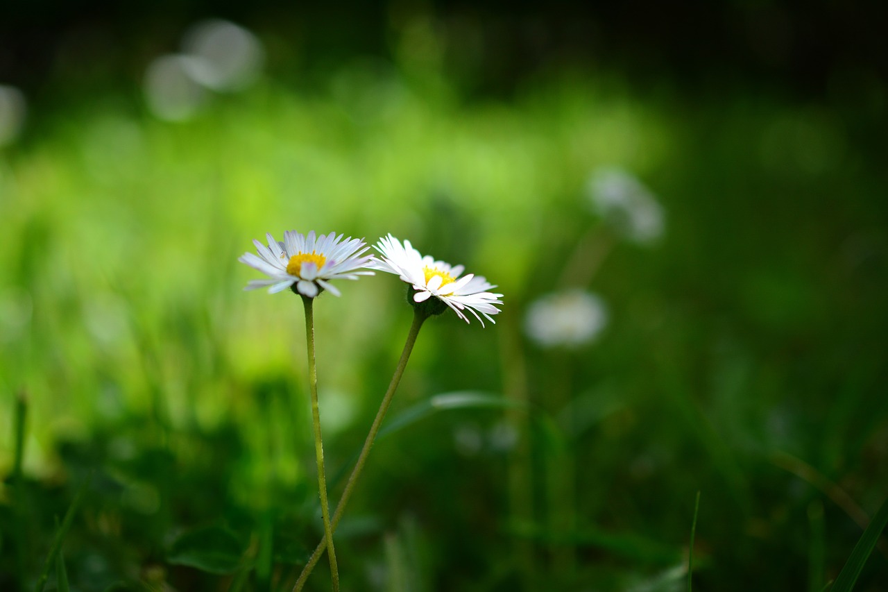 daisy  meadow  grass free photo