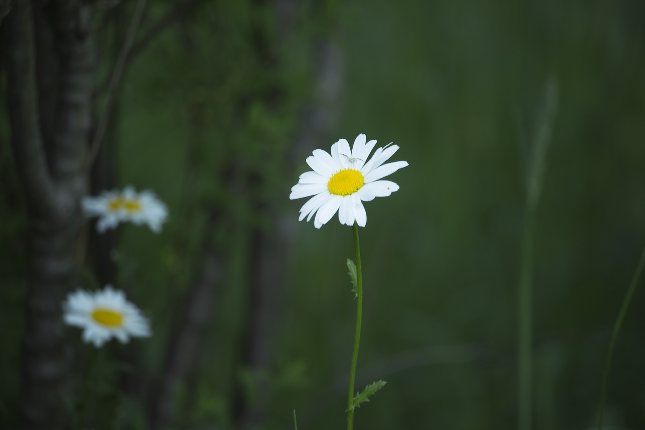 daisy  summer  spring free photo