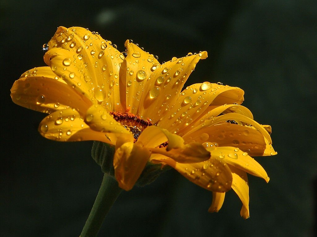 daisy raindrop drip free photo