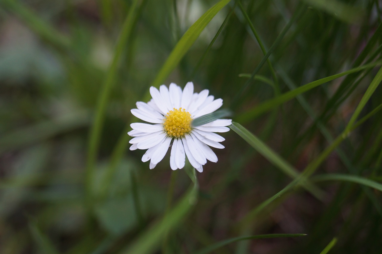 daisy  close up  nature free photo