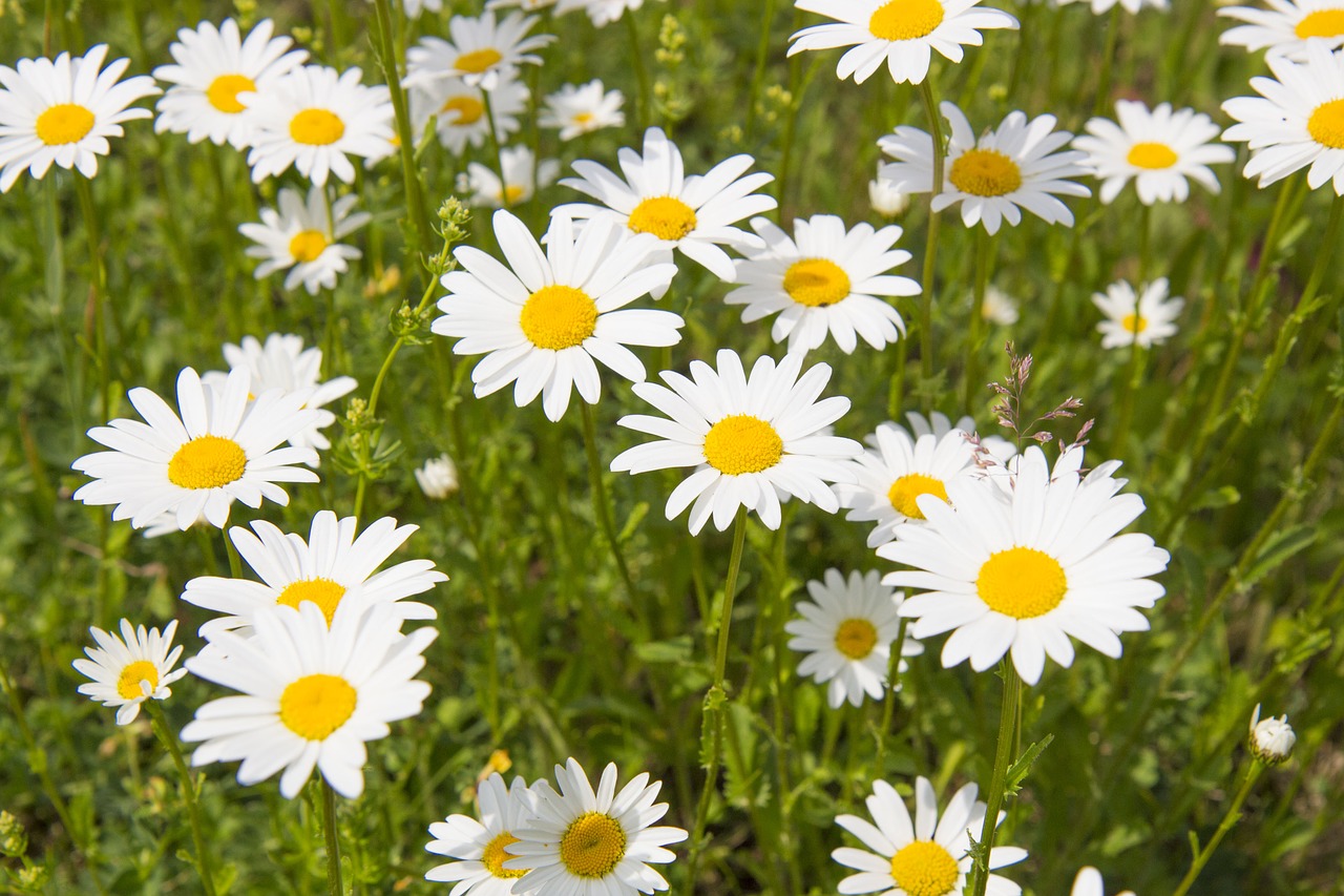 daisy  summer  meadow free photo