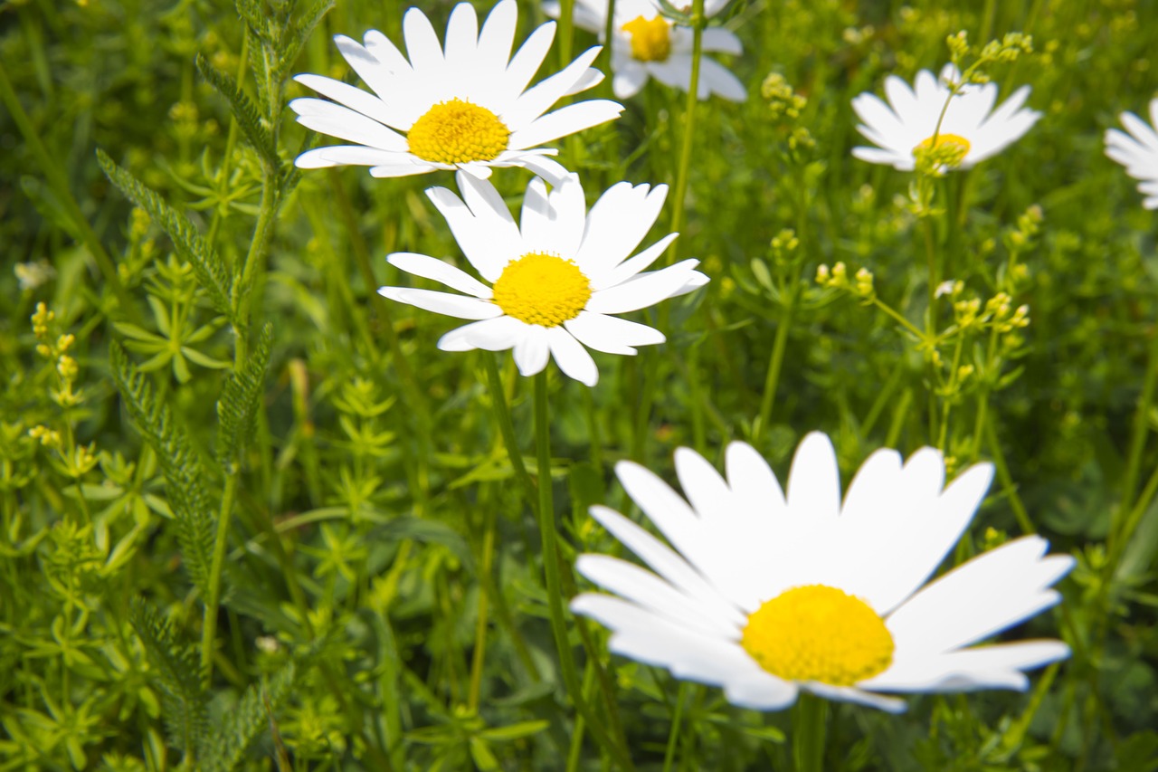 daisy  summer  flower free photo