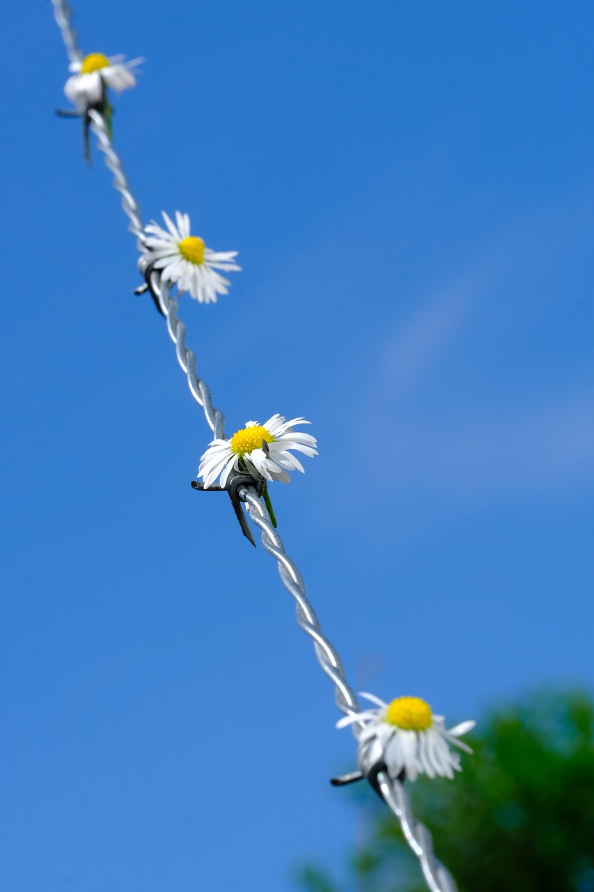 daisy  flower  blossom free photo