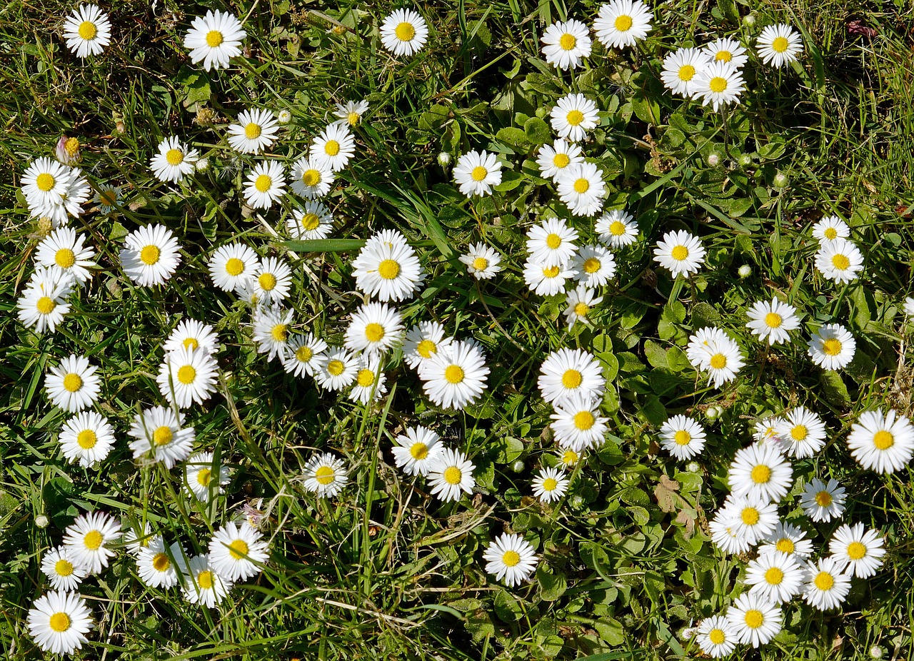 daisy  nature  meadow free photo