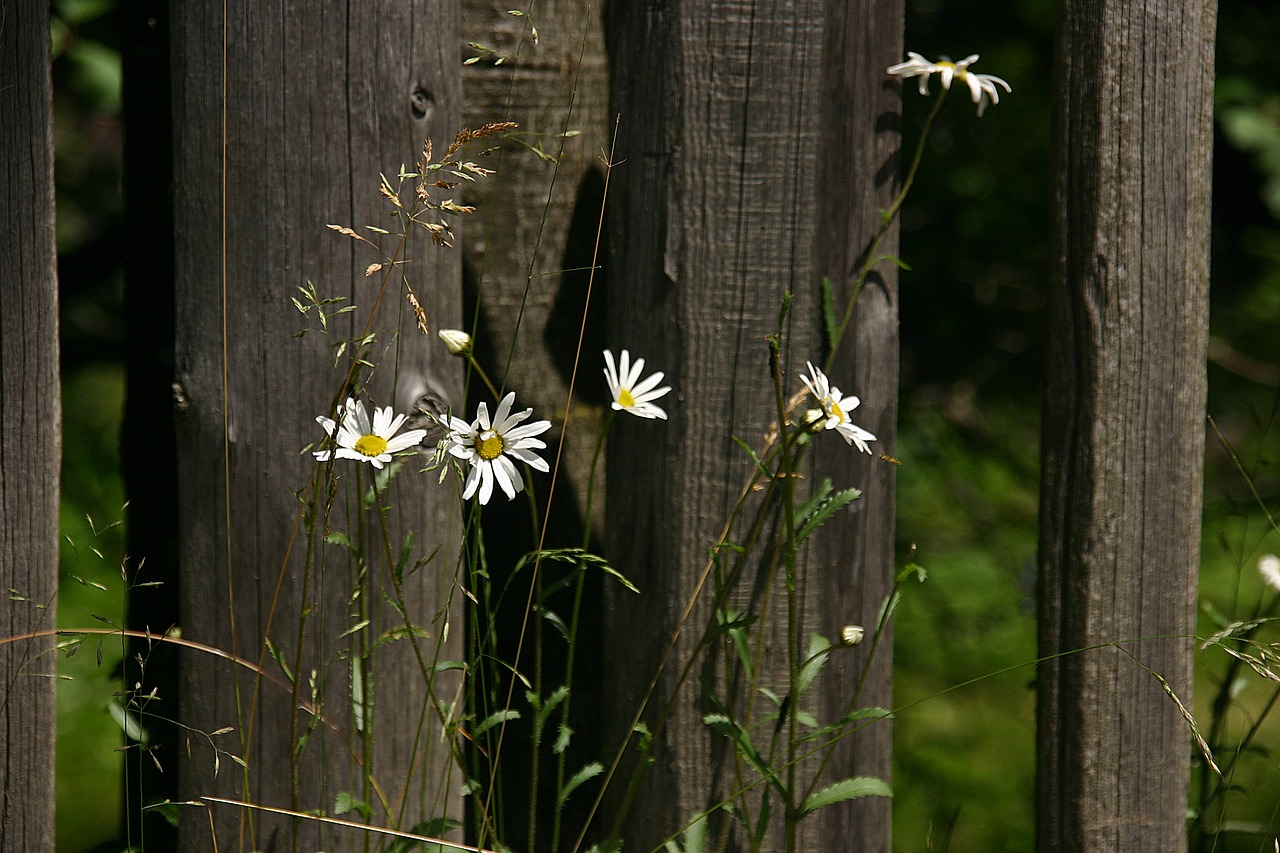 daisy  fence  chamomile free photo