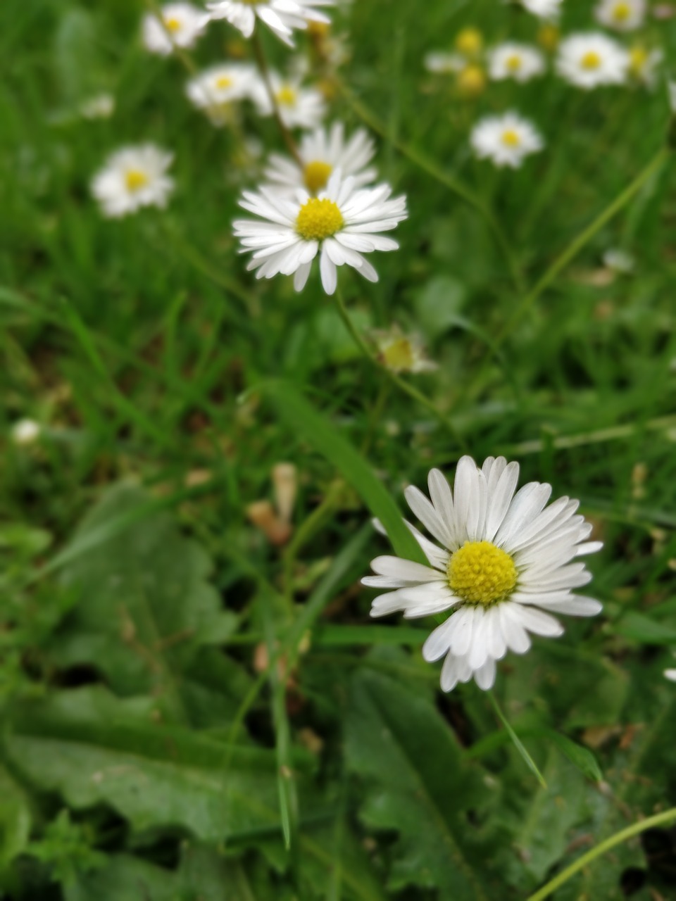 daisy  flowers  grass free photo