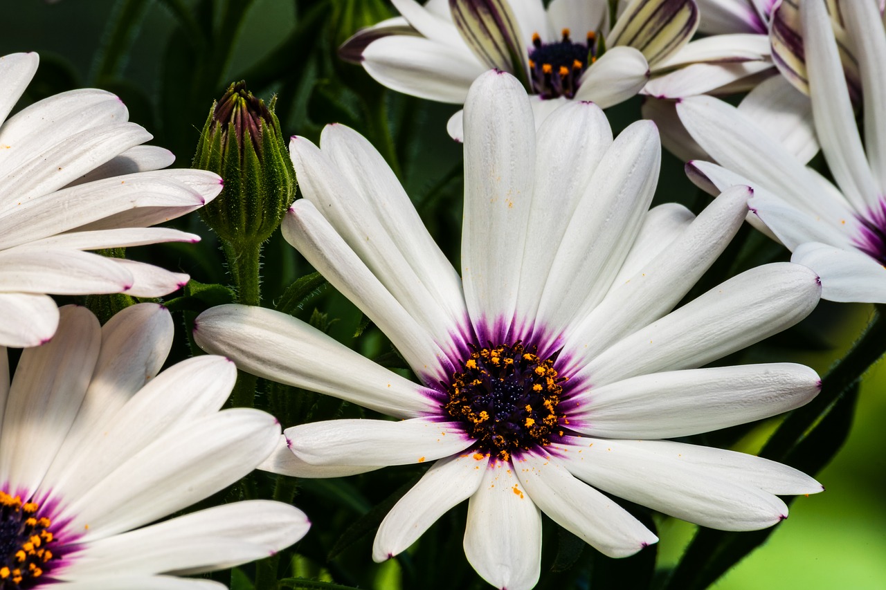 daisy  white  flower free photo