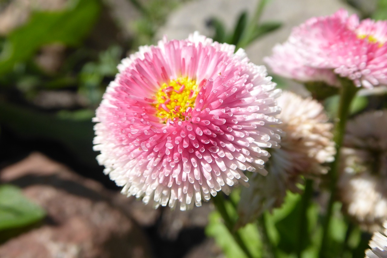 daisy  pink  flower free photo