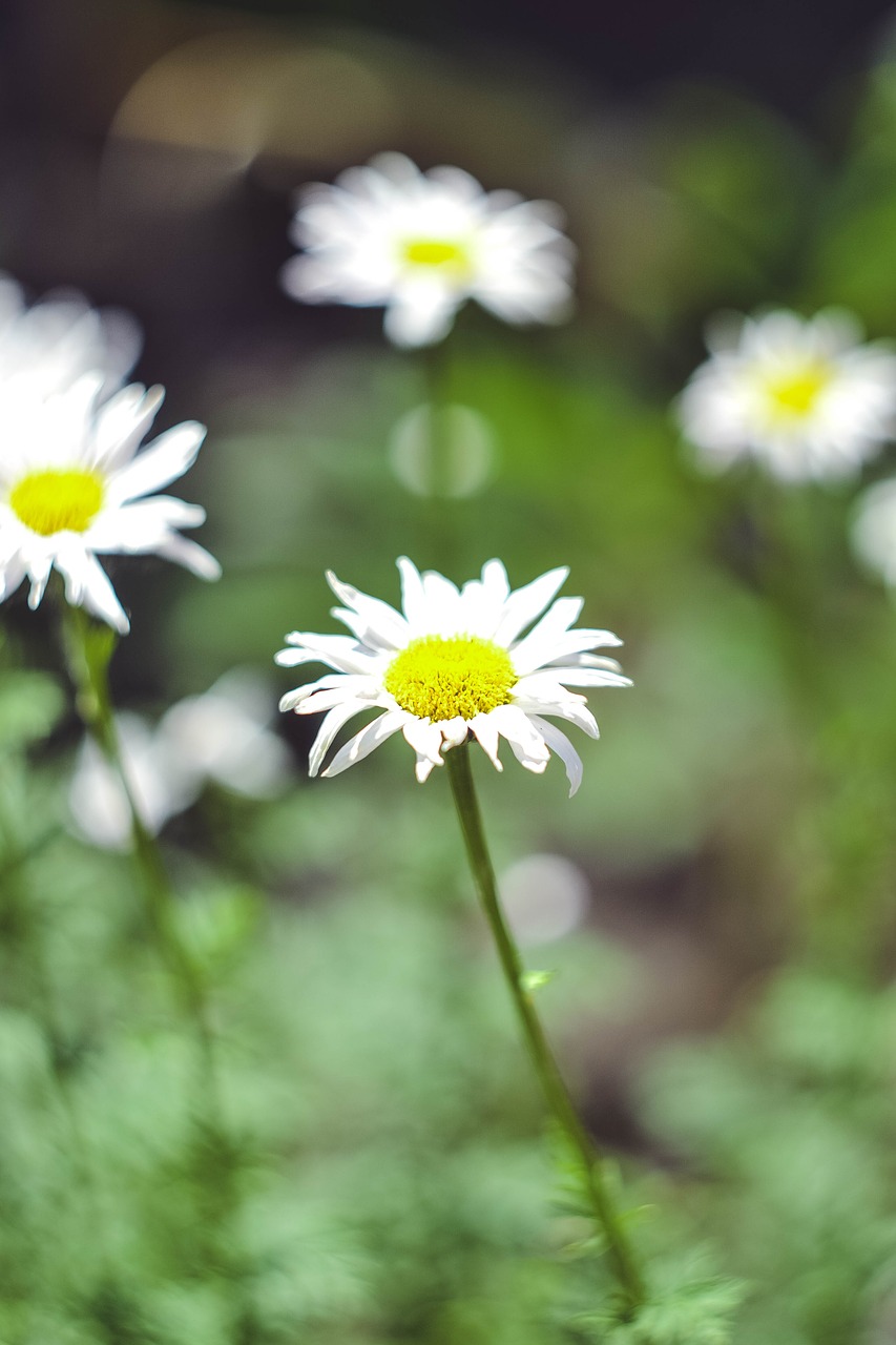 daisy  summer  chamomile free photo