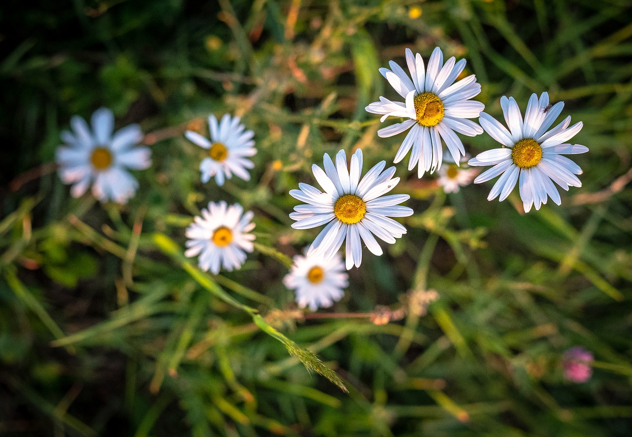 daisy  margarite  spring free photo