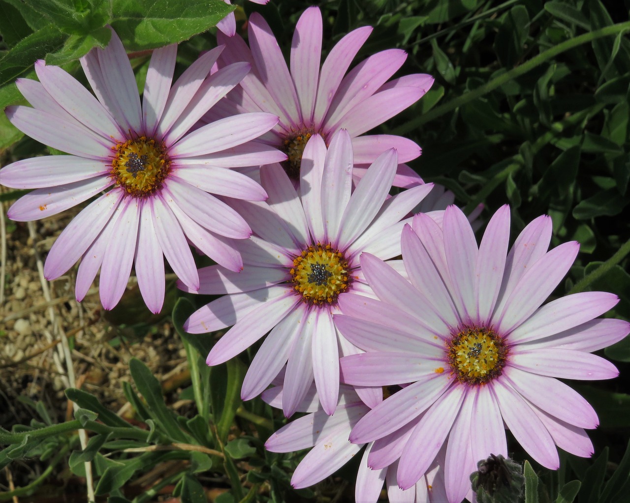 daisy  flowers  summer free photo