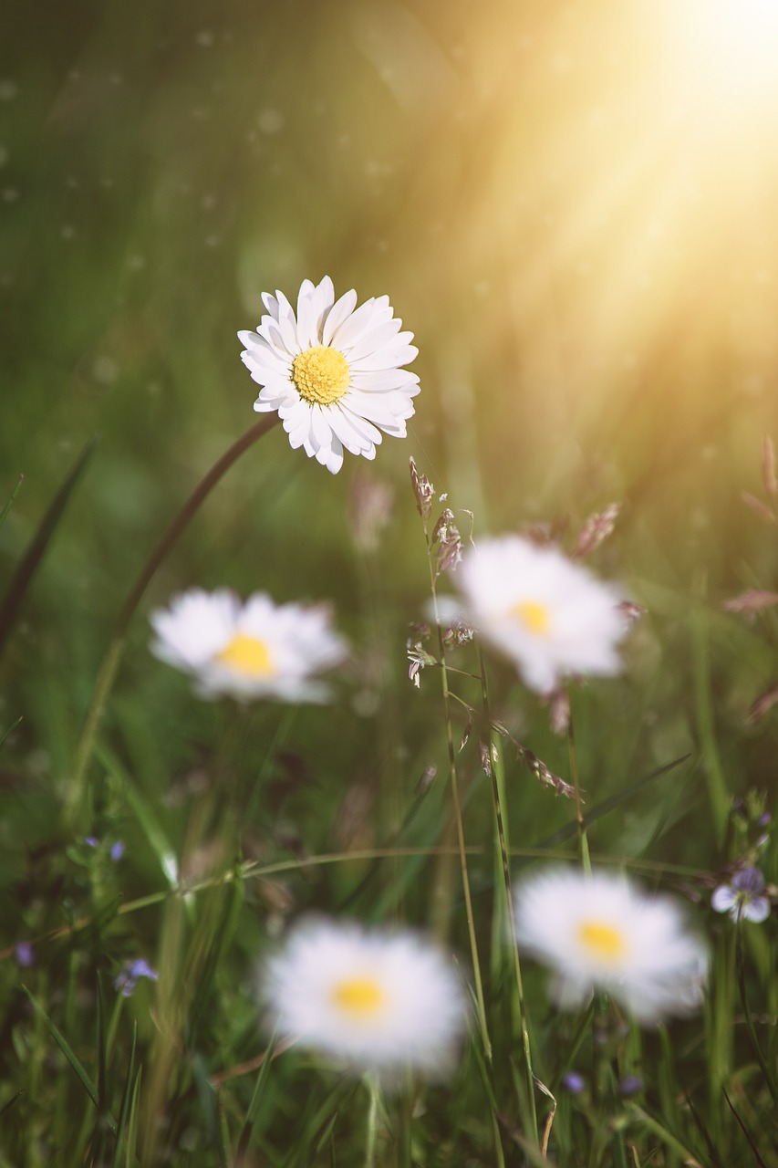 daisy  flower  flowers free photo