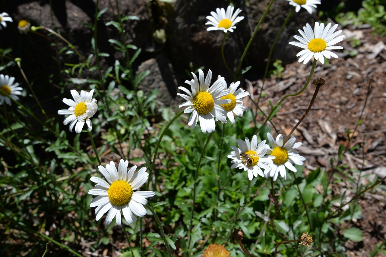 daisy  bee  nature free photo