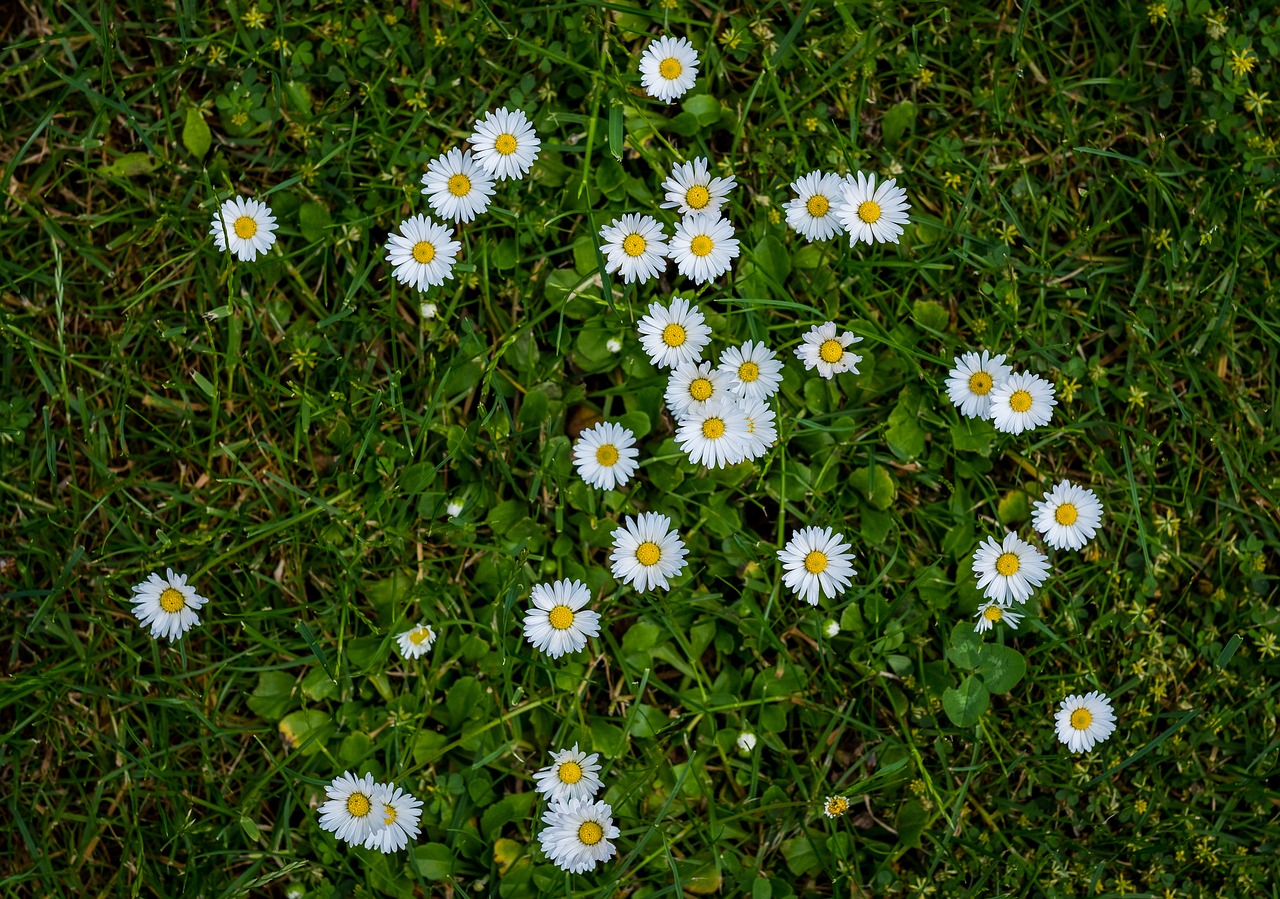 daisy  flowers  white free photo