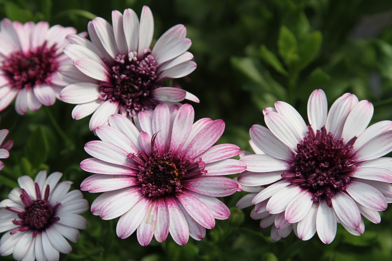 daisy daisies flower free photo