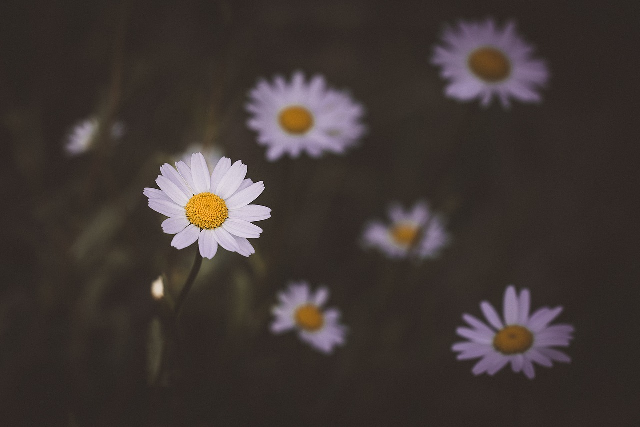 daisy  flower  white free photo