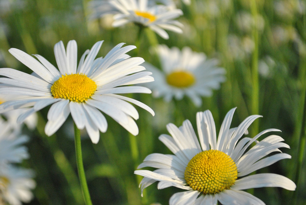 daisy  flowers  garden free photo