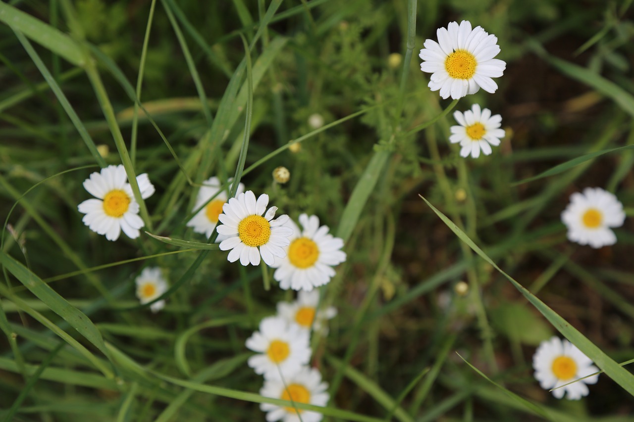 daisy  spring  flower free photo