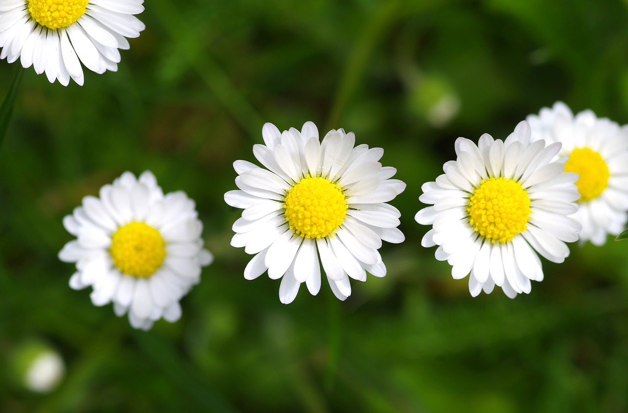 daisy blossom bloom free photo